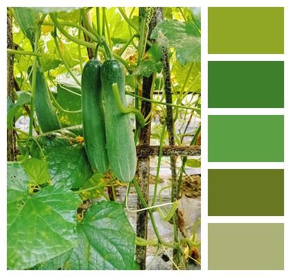 Vegetables Vegetable Garden Cucumber Image